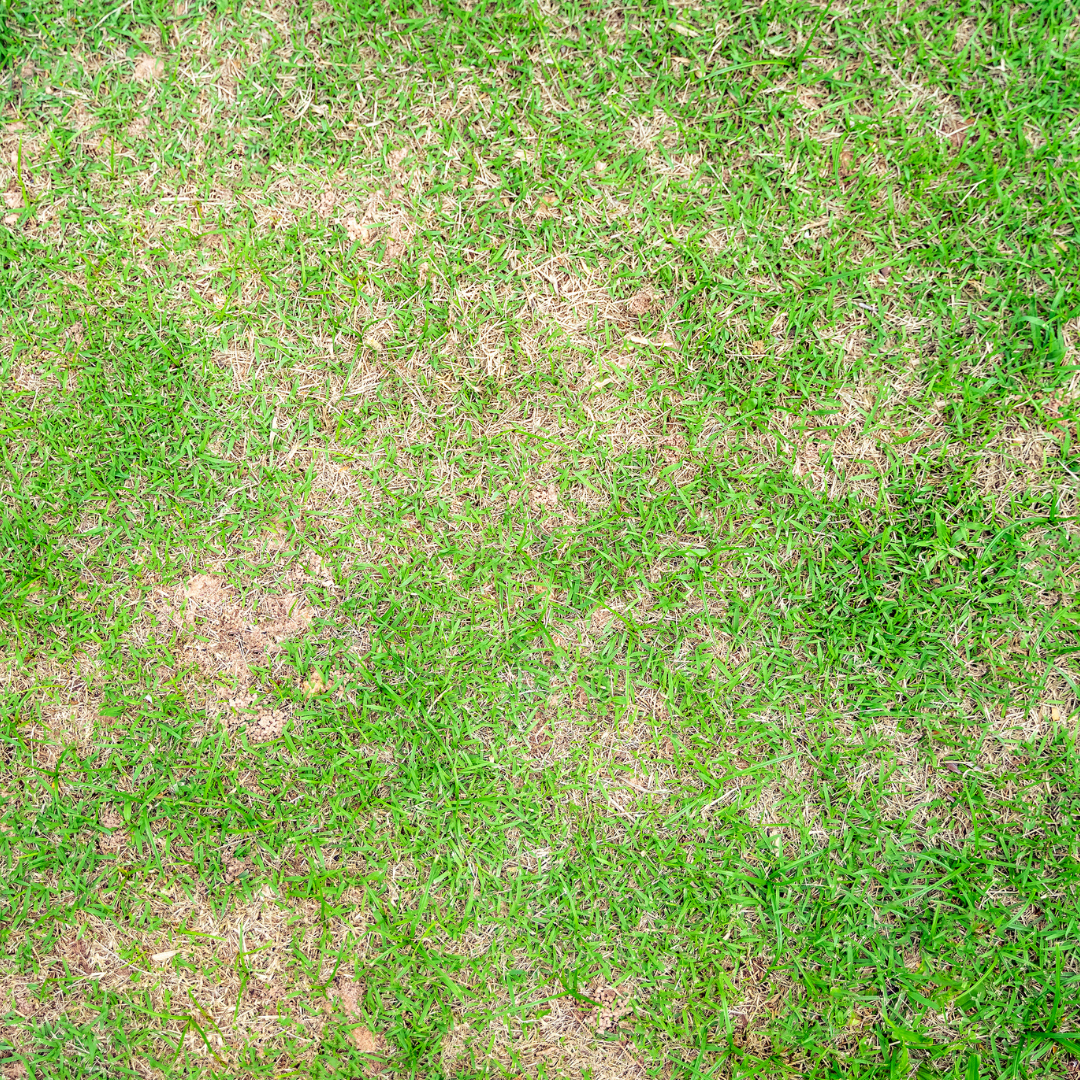 lawn